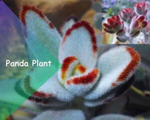 Panda Plant (Kalanchoe tomentosa): Flowering succulents with silver leaves