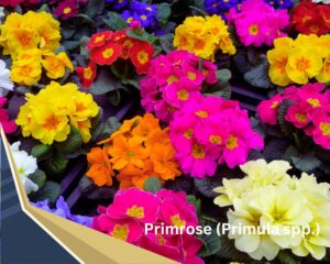 Primrose (Primula spp.) is a colorful flowering indoor plant