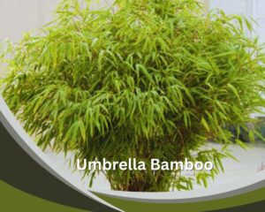  Umbrella Bamboo (Fargesia murielae) is a tall indoor grass