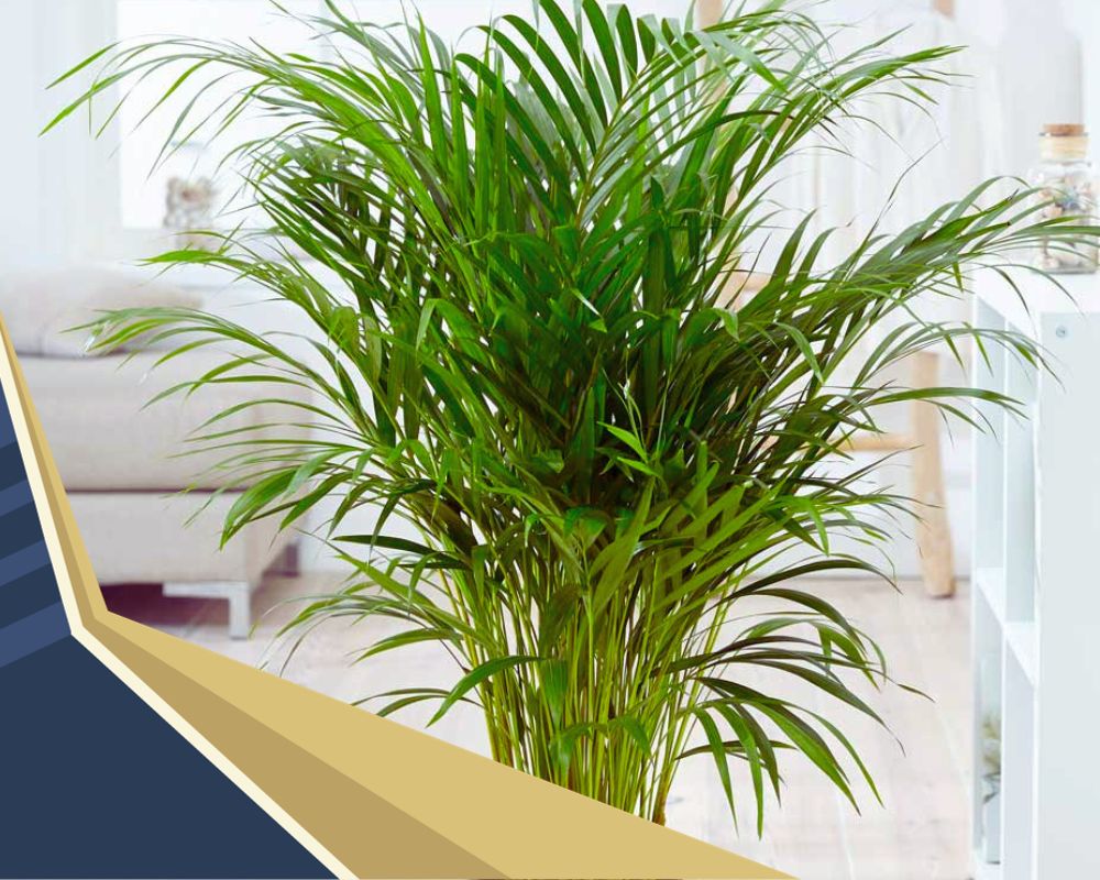 Bamboo Palma are indoor plants that look like grass