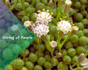 String of Pearls (Senecio rowleyanus): Hanging succulent house plants