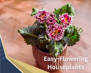primrose is one of the Easy-Flowering Houseplants