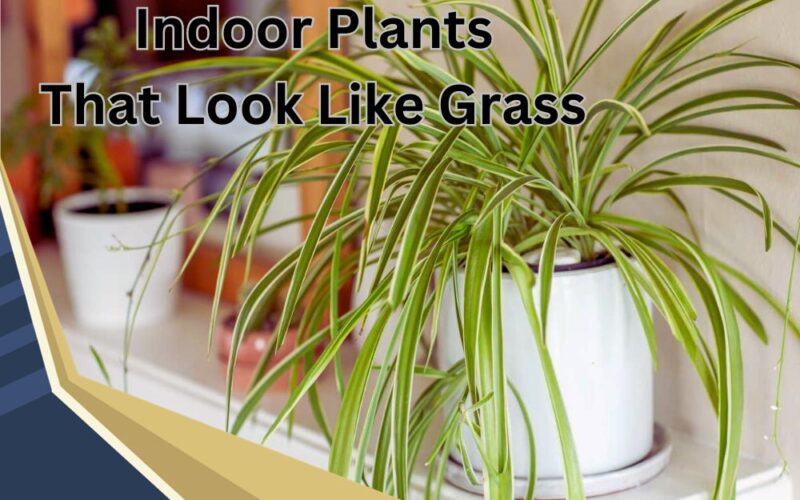 Indoor Plants That Look Like Grass