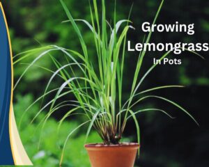 Growing Lemongrass in Pots