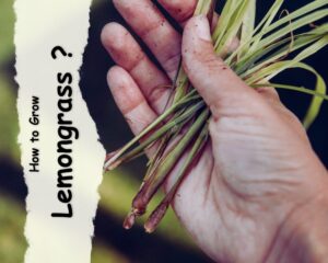 Growing Lemongrass Plant 