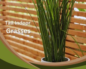 tall indoor grass plants