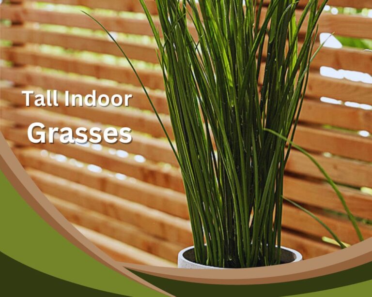 10 Best Tall Indoor Grass Plants - InHousePlant - Your Ultimate Guide ...