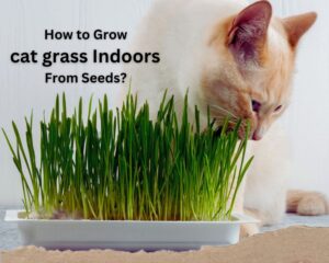 the best practice to Grow cat grass indoors from seeds: step-by-step