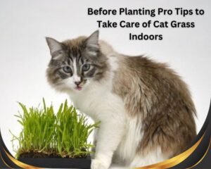 Before Planting Pro Tips to Take Care of Cat Grass Indoors