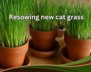 Resowing new cat grass to have always fresh grass for your cat