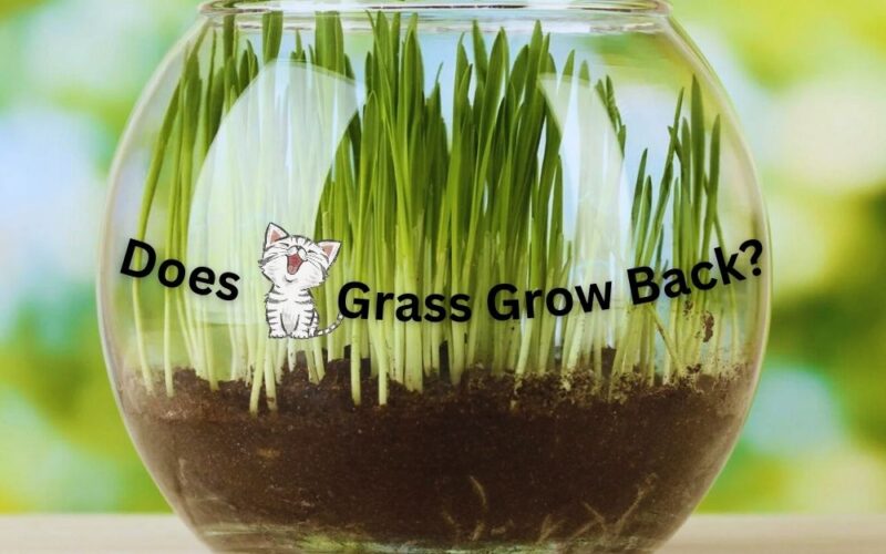 this pic is about: Does Cat Grass Grow Back?
