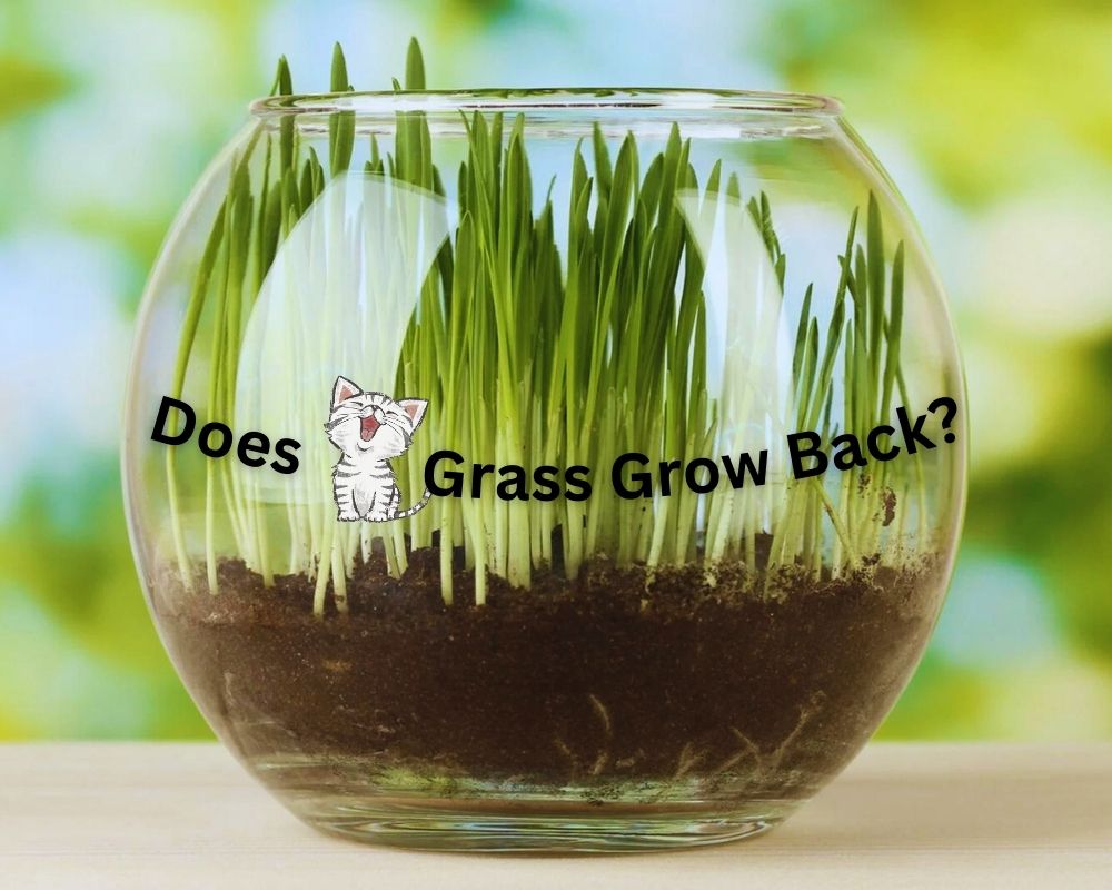 Does Cat Grass Grow Back? Pro Tips to Encourage Regrowth InHousePlant