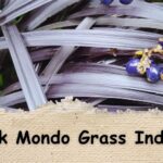 Black Mondo Grass Indoors