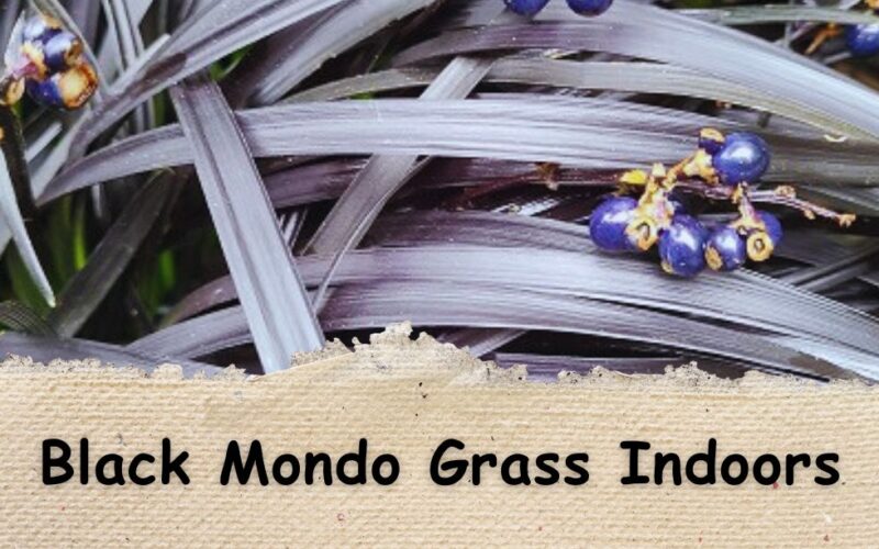 Black Mondo Grass Indoors: All About Growing and Caring for