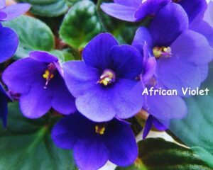 African Violet (Saintpaulia spp.): Flowering succulents with charming blooms.