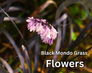 Black Mondo Grass Flower in contrast with its dark foliage