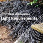 Black mondo grass light requirements