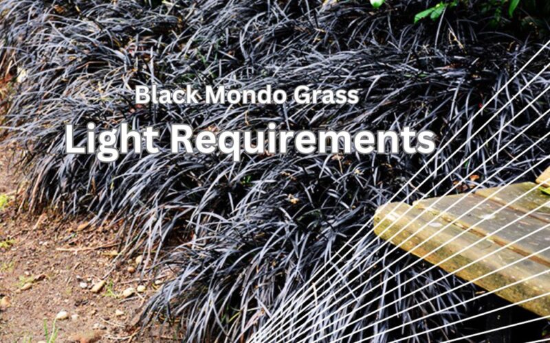 Black Mondo Grass Light Requirements | Update 2023
