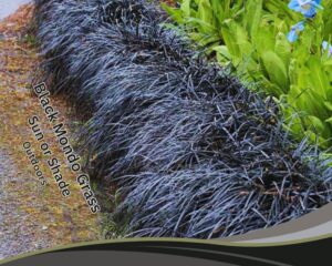 Black Mondo Grass light level is important for its healthy growth