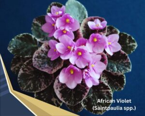 African Violet (Saintpaulia spp.): small flowering house plant