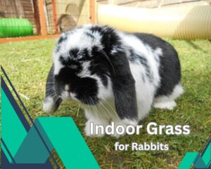 Indoor Grass for Rabbits: Reviews