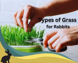 Types of Grass for Rabbits