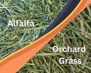 Is Orchard Grass for rabbits Better Than Alfalfa?