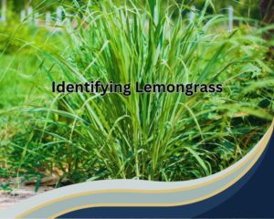 Identifying Lemongrass
