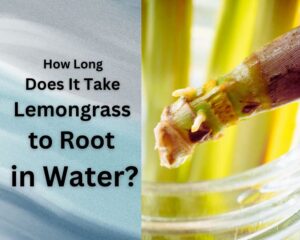 How Long Does It Take Lemongrass to Root in Water?