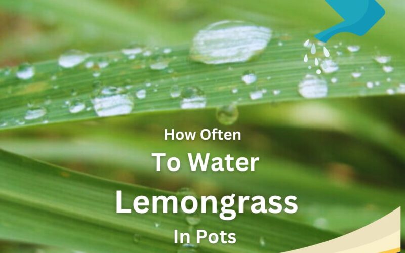 How Often to Water Lemongrass in Pots