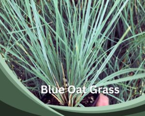 Blue Oat Grass (Helictotrichon sempervirens) is a tall indoor grass