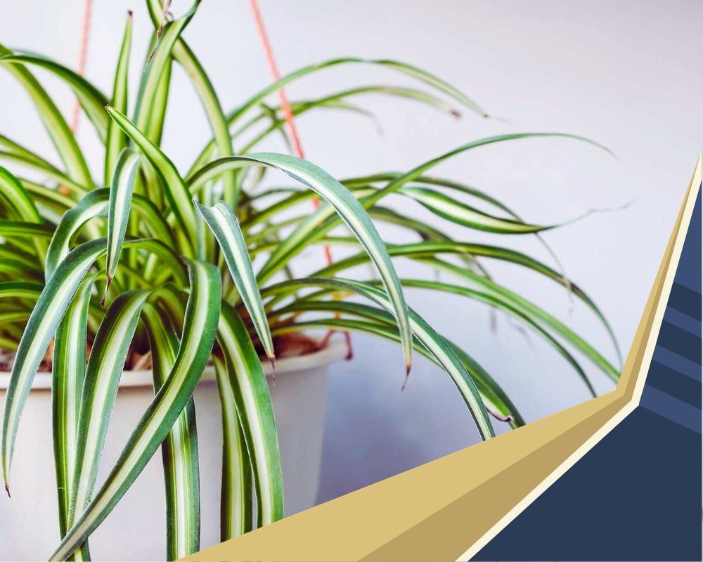 Spider Plant is one of the indoor plants that look like grass