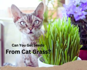 Can You Get Seeds From Cat Grass?