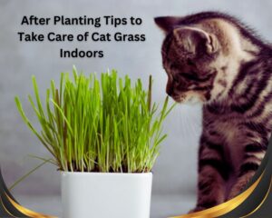 After Planting Tips to Take Care of Cat Grass Indoors