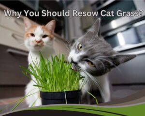 there are several reason to Resow Cat Grass.