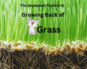 The important factors on growing back of cat grass.