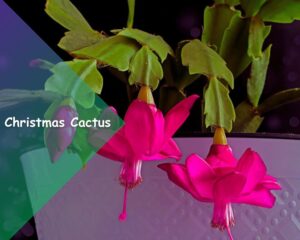 Christmas Cactus (Schlumbergera spp.): Winter succulent flowering  house plants