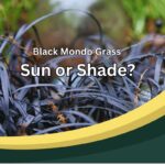 Black Mondo Grass Sun or Shade