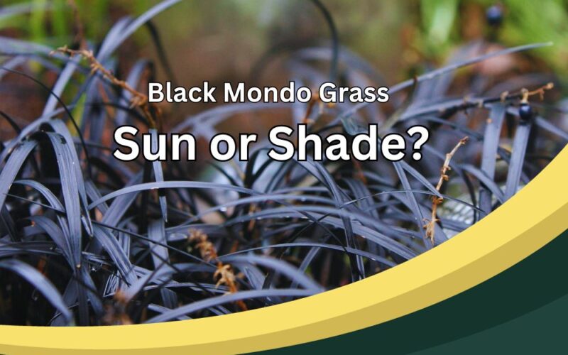 Black Mondo Grass Sun or Shade