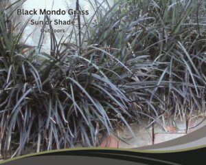 Black Mondo Grass Sun or Shade to Keep its Elegant Appearance