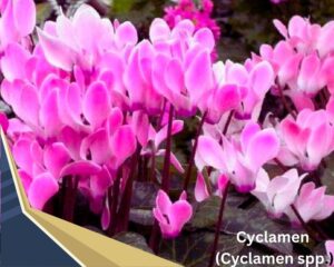 Cyclamen (Cyclamen spp.) is a flowering indoor plant
