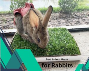 Best Indoor Grass for Rabbits to be happy