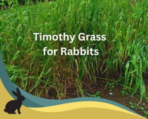benefits of Timothy Grass for Rabbits