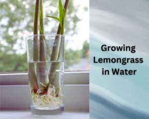 Growing Lemongrass in Water