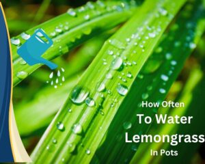 How Often we must Water Lemongrass in Pots?