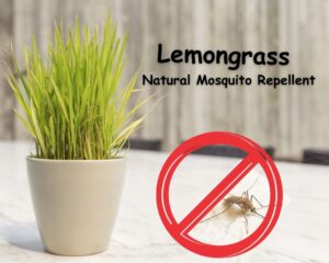 Natural Mosquito Repellent of lemongrass plant in bedroom