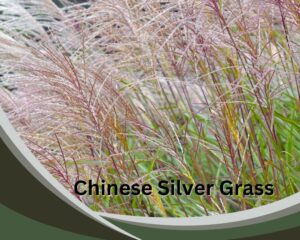 Chinese Silver Grass (Miscanthus sinensis) is a tall indoor grass