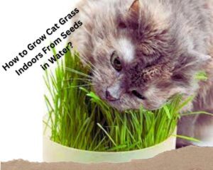 How to Grow Cat Grass Indoors From Seeds in Water?