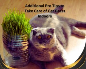 Additional Pro Tips to Take Care of Cat Grass Indoors