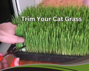 Trimming Your Cat Grass will Let it to Regrowth